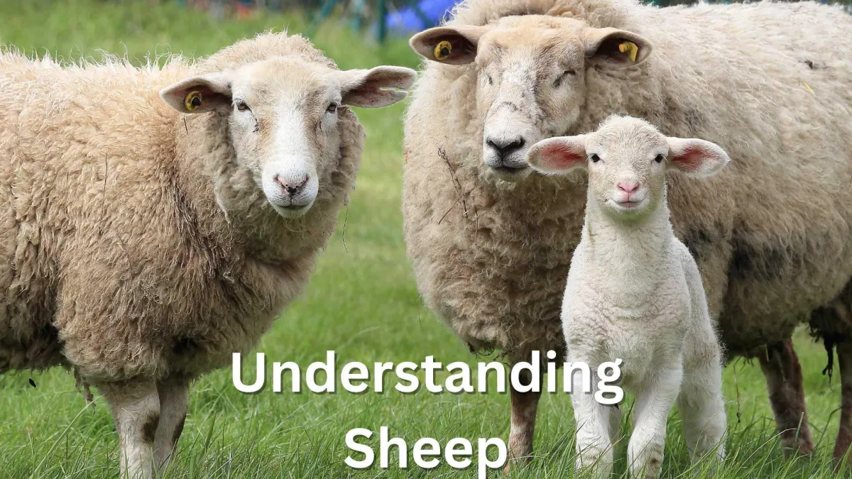 a ram, a ewe and lamb in a paddock looking at the viewer