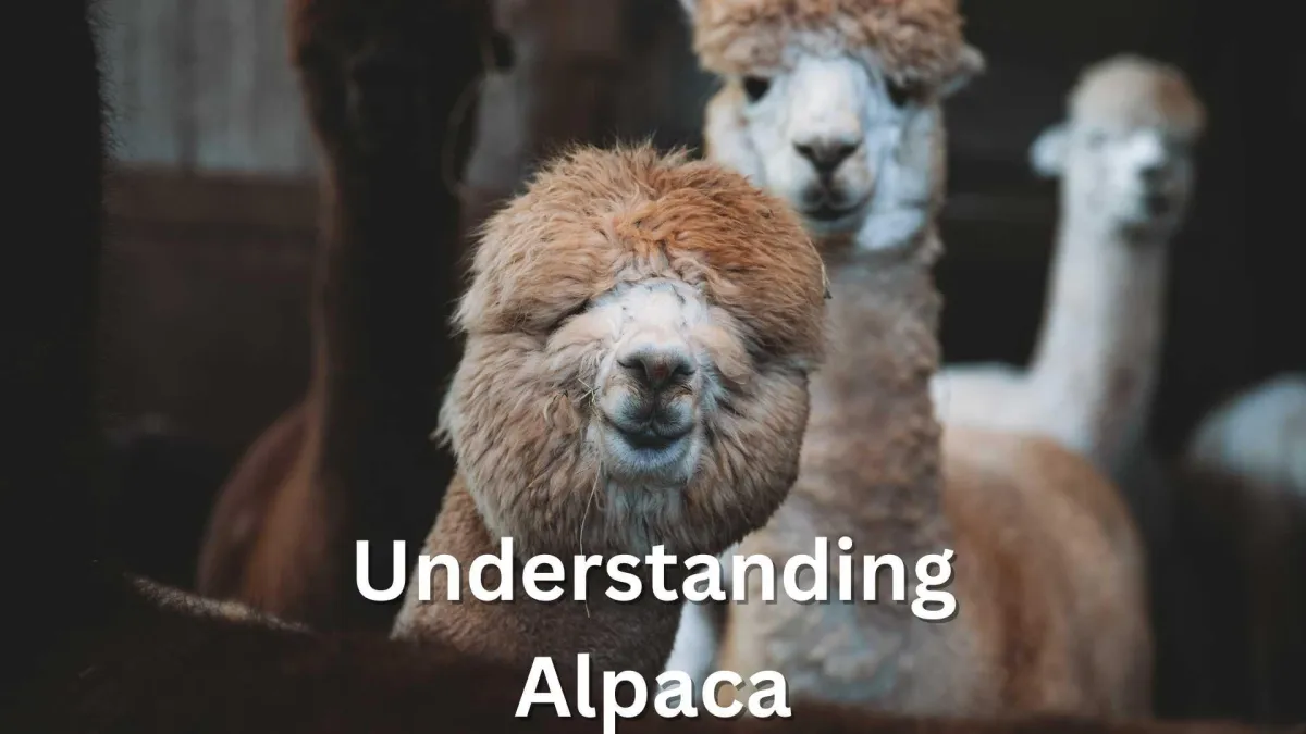 an alpaca peering in at the viewer with other alpaca in the background