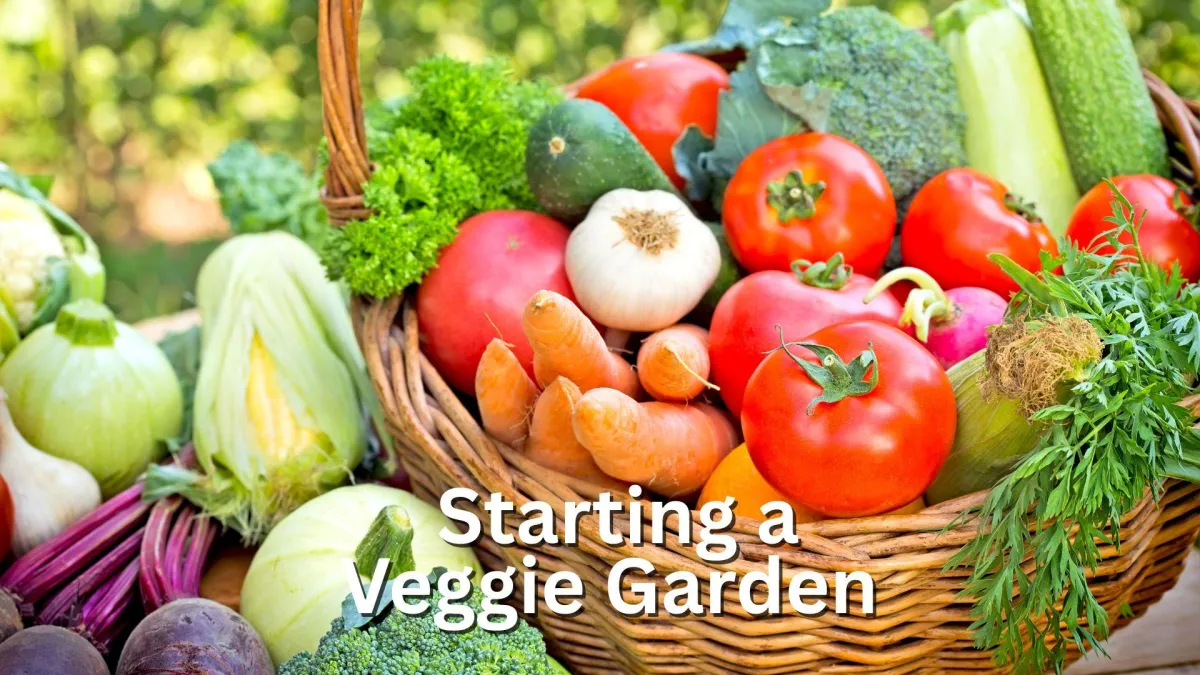 colourful fresh vegetables including tomatoes, garlic, cucumber, corn, parsley, broccoli, onions and beets 