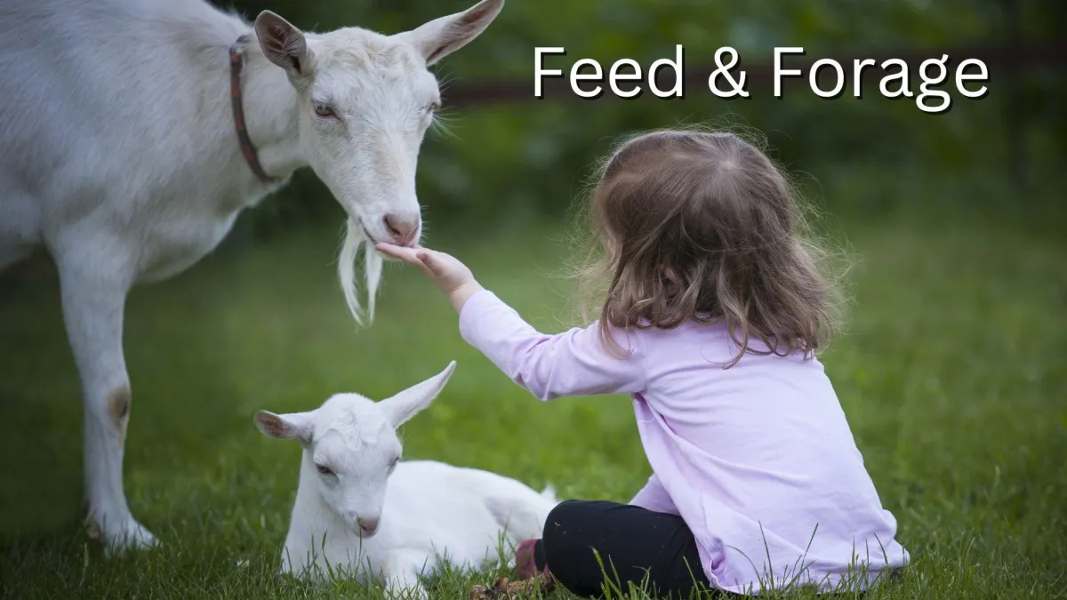 A child feeding a goat while a kid goat lies on the grass near them