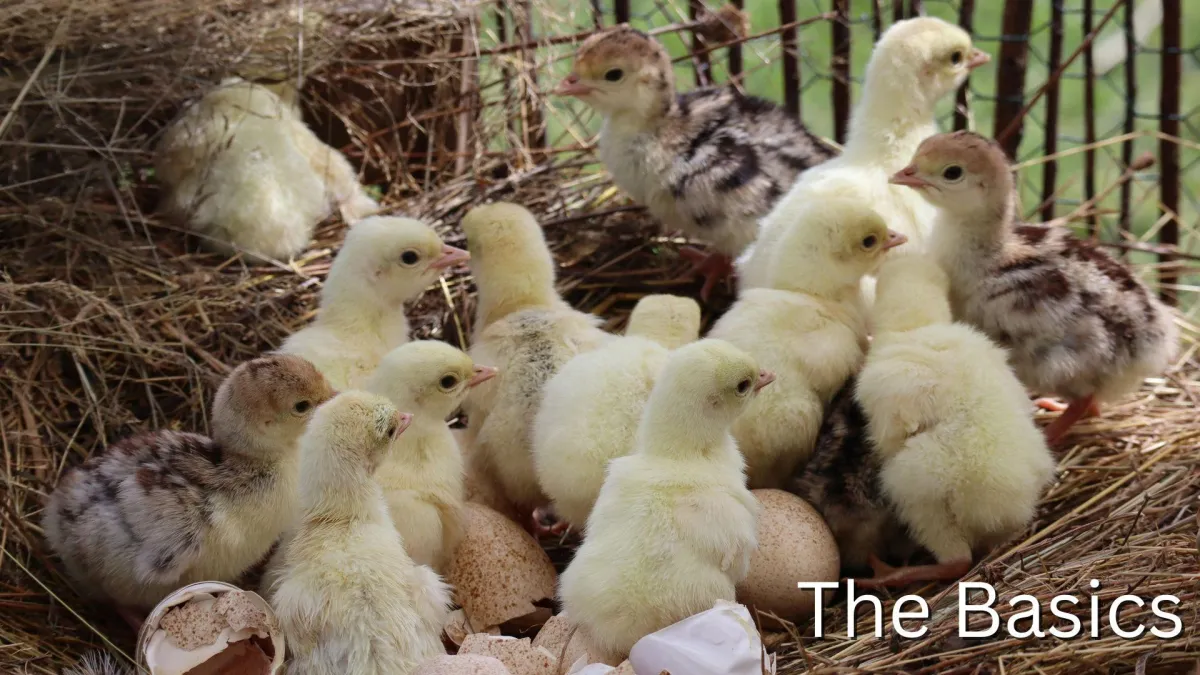 Newly hatched chicks emerging from eggs, symbolising the basics of livestock care on a lifestyle block.