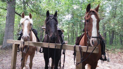 Horse and rider pausing on a wooded trail near a lake in Michigan