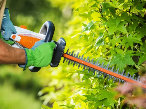 Hedge & Bush Trimming in Providence,RI