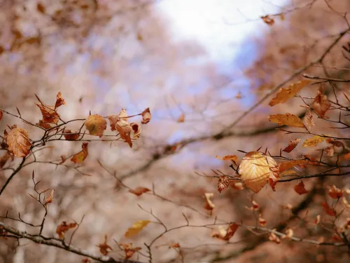 Cranston Spring & Fall Cleanups