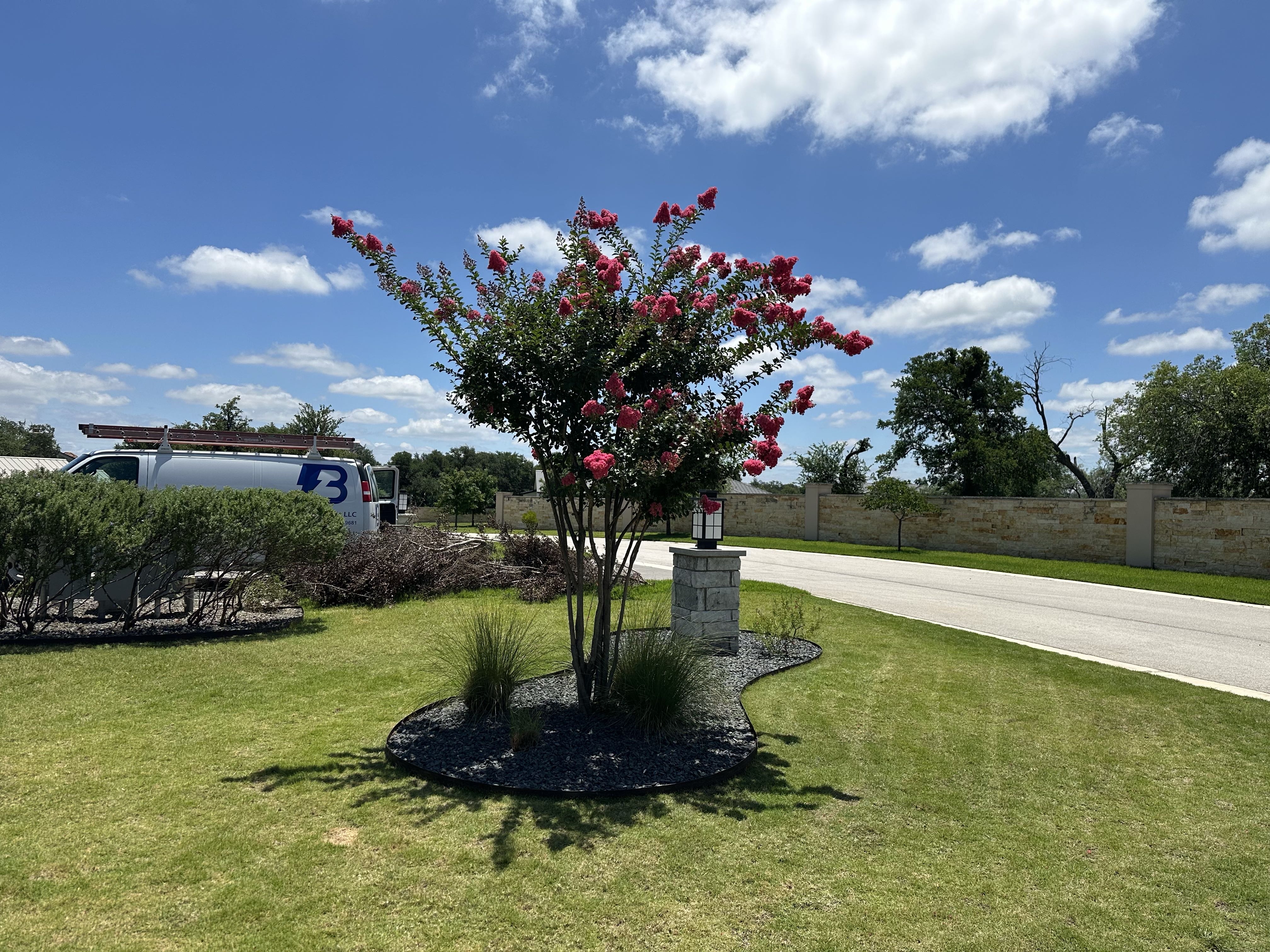 Mulching Burnet