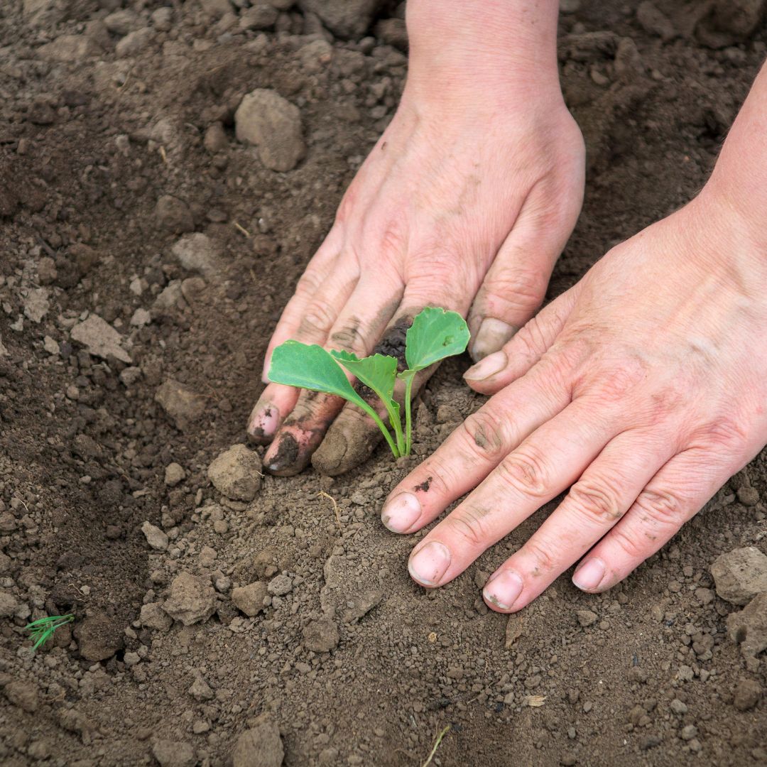 seedling being planted in the ground