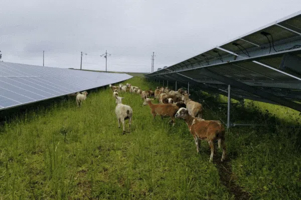 Sheep grazing under solar panels in a green field, demonstrating the dual purpose use of solar energy on your farm.