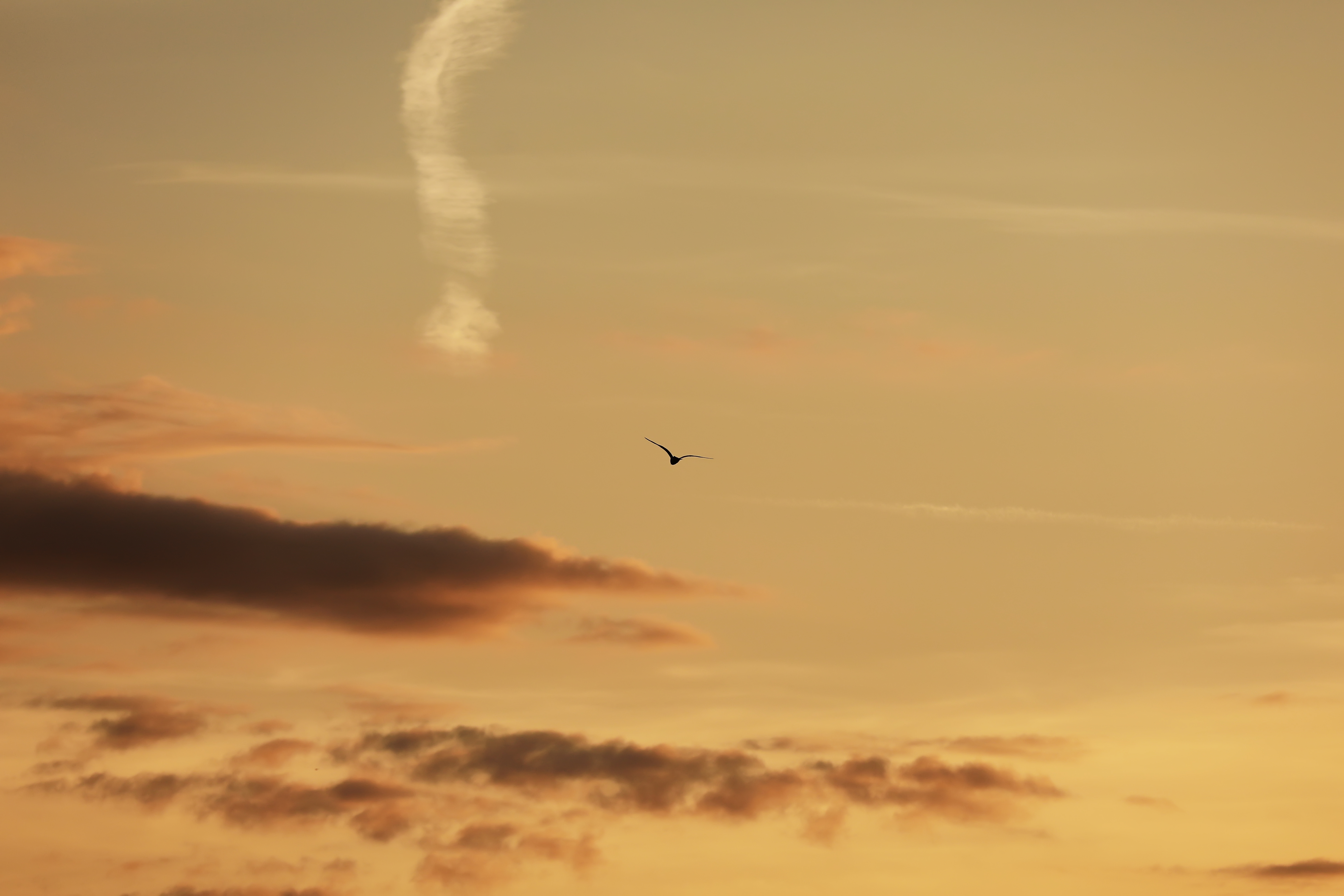 A bird flying upward into a clear sky, symbolising the release of a deeply held pattern