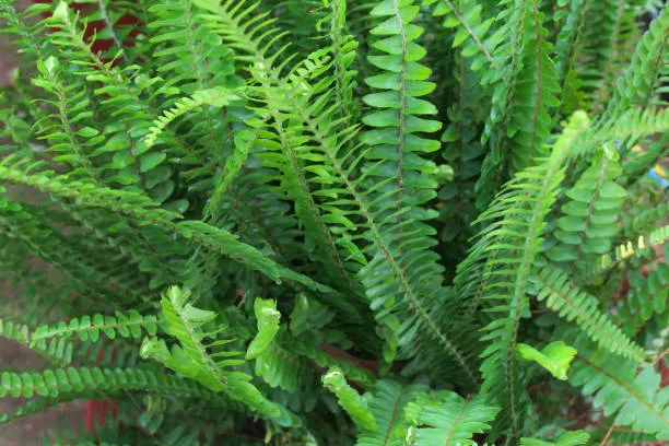 wholesale-boston-fern-supply