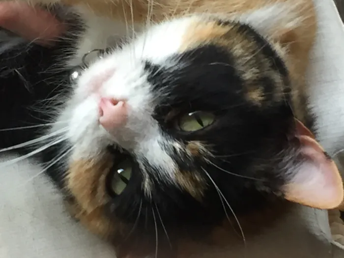 Onze geweldige kat Bumper