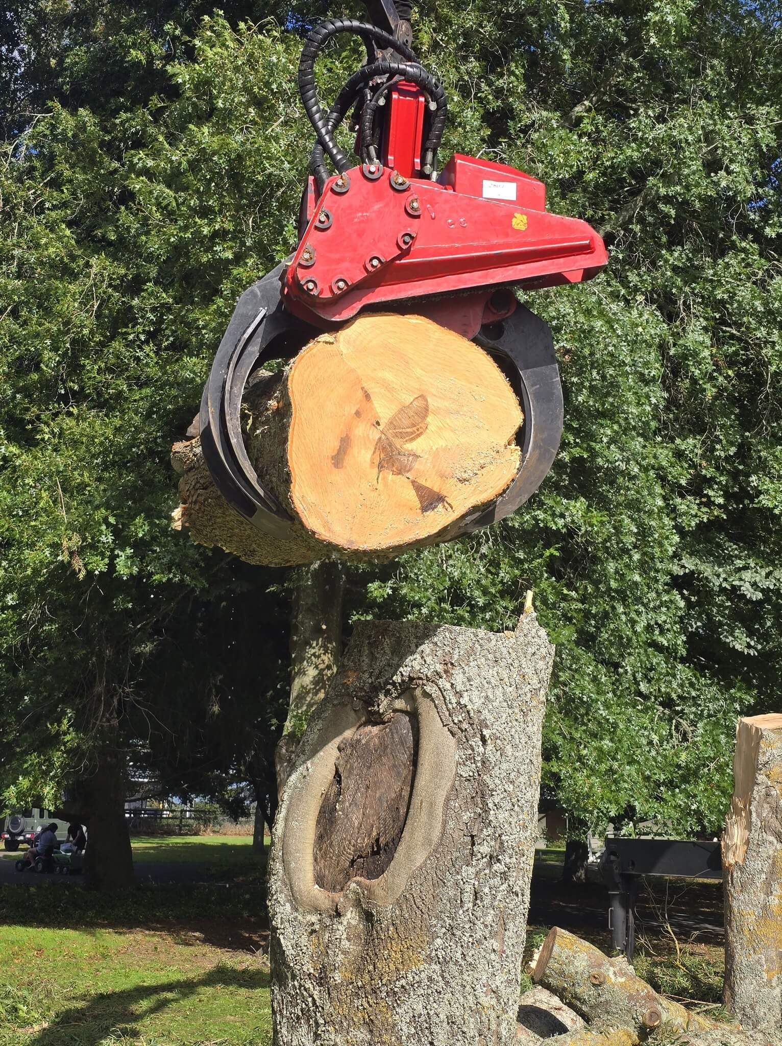 Grapple saw removing a large tree safely in Hamilton, Waikato
