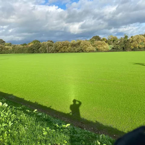 a freshly seeded football pitch