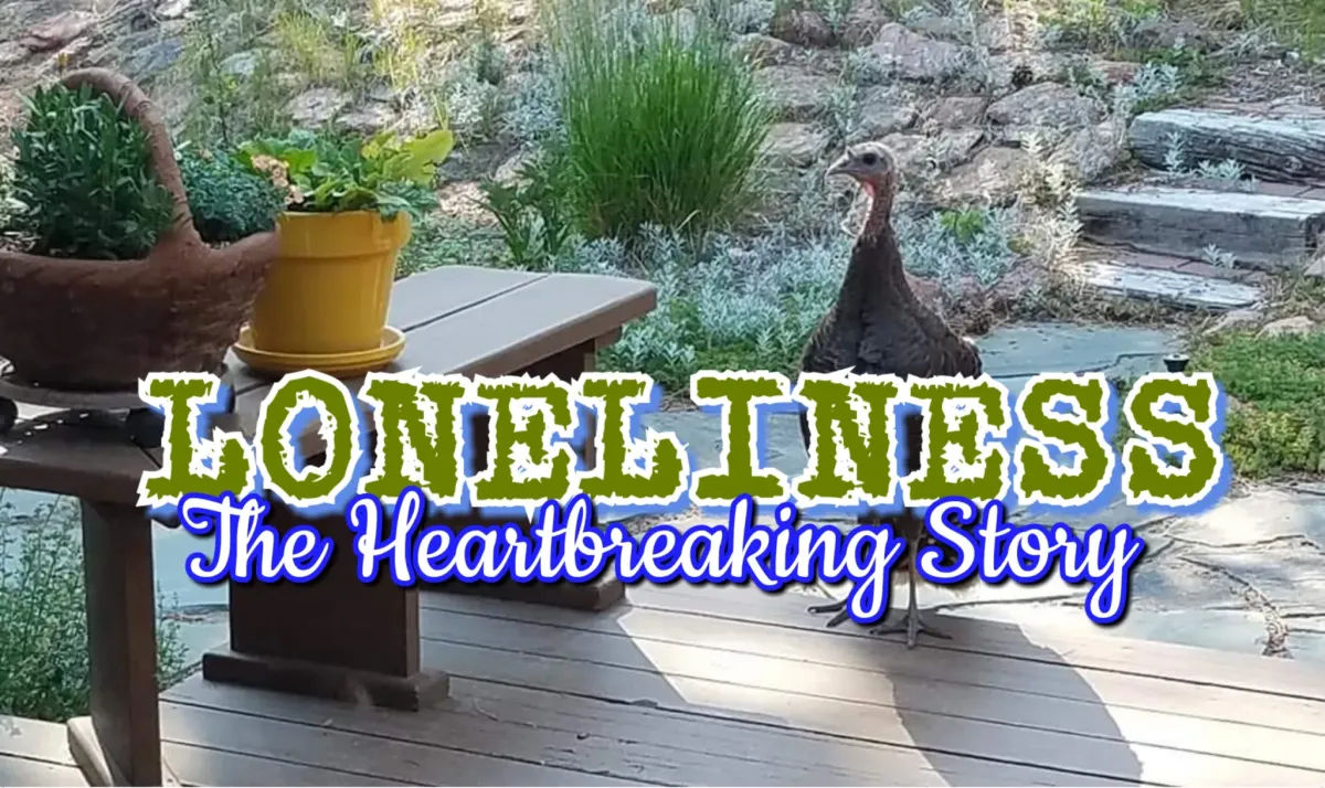 Loneliness: From turkeys to people, it’s heartbreaking