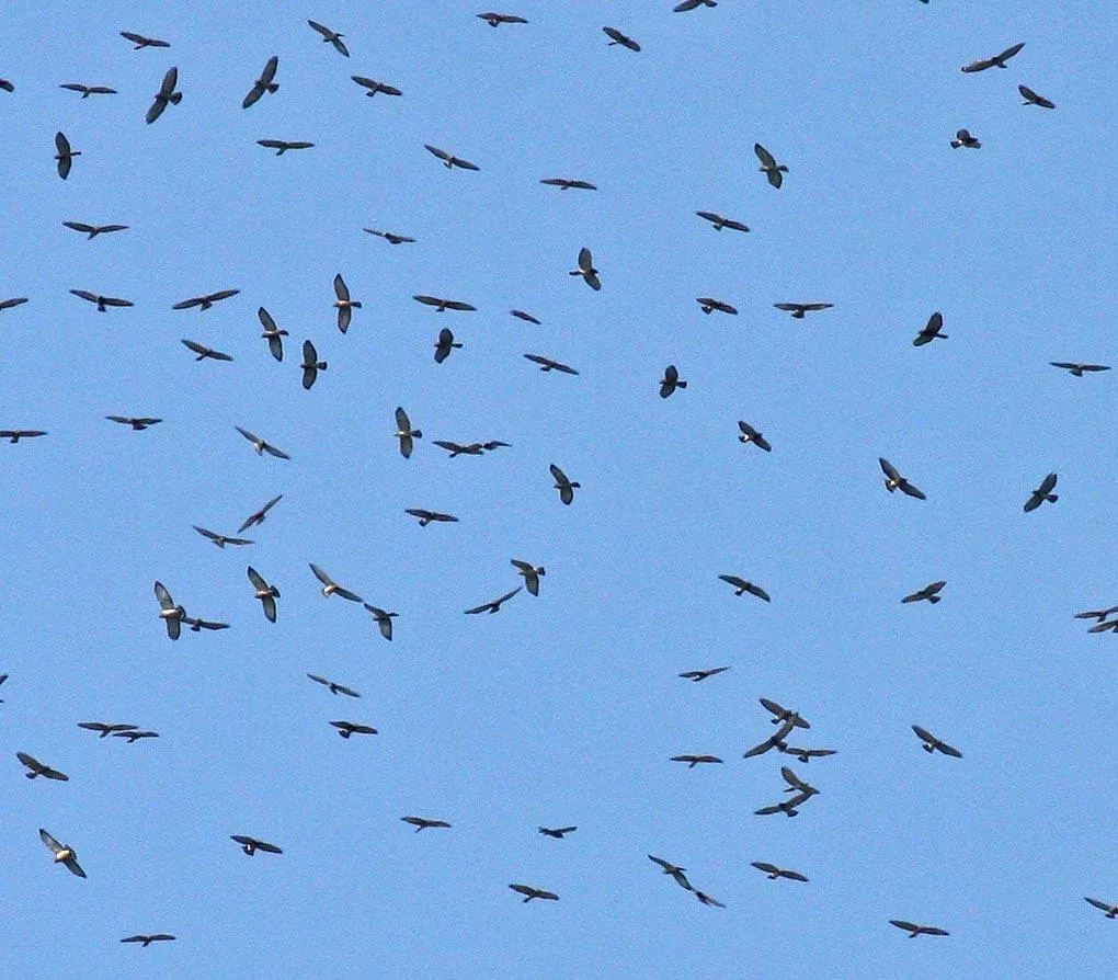 image of lots of hawks flying randomly in the sky