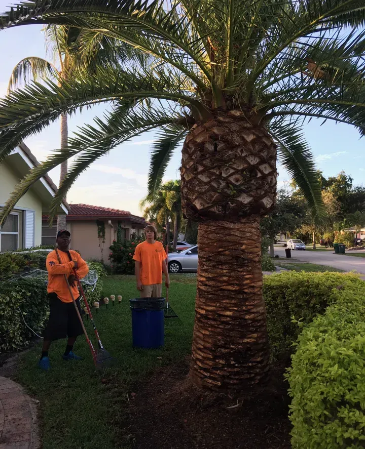 Palm tree trimming service in Deerfield Beach – Quality Lawncare & Landscaping