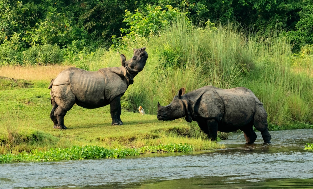 Chitwan National Park