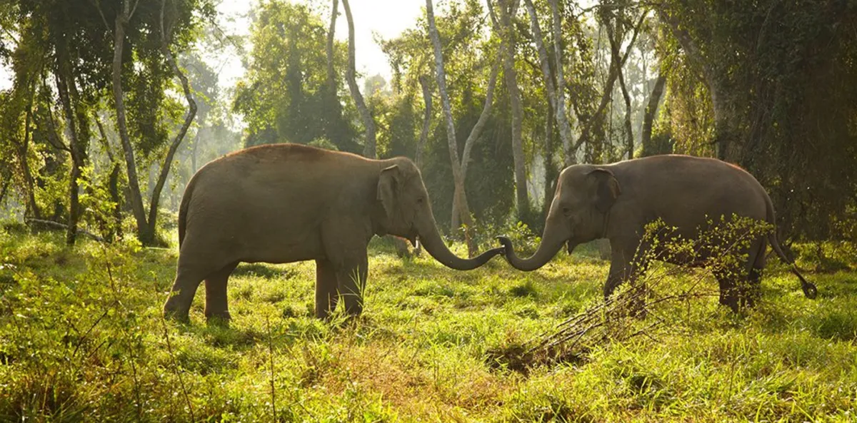 Sauraha