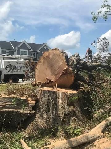 Tree Removal and Stump Grinding