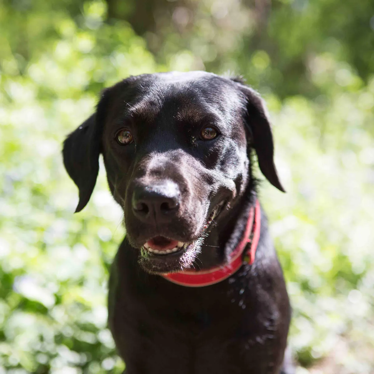 Becky Kerr photography black Labrador dog in the woods 