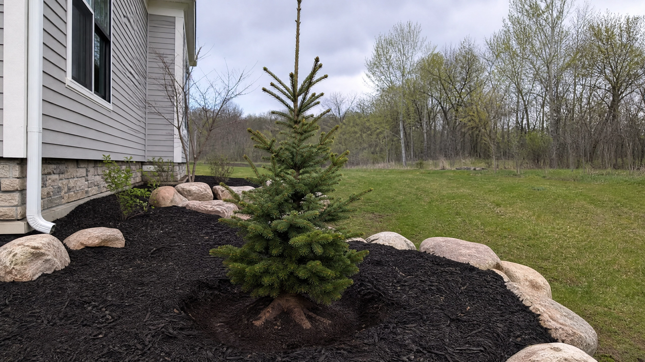 Sun Prairie, WI Tree Planting