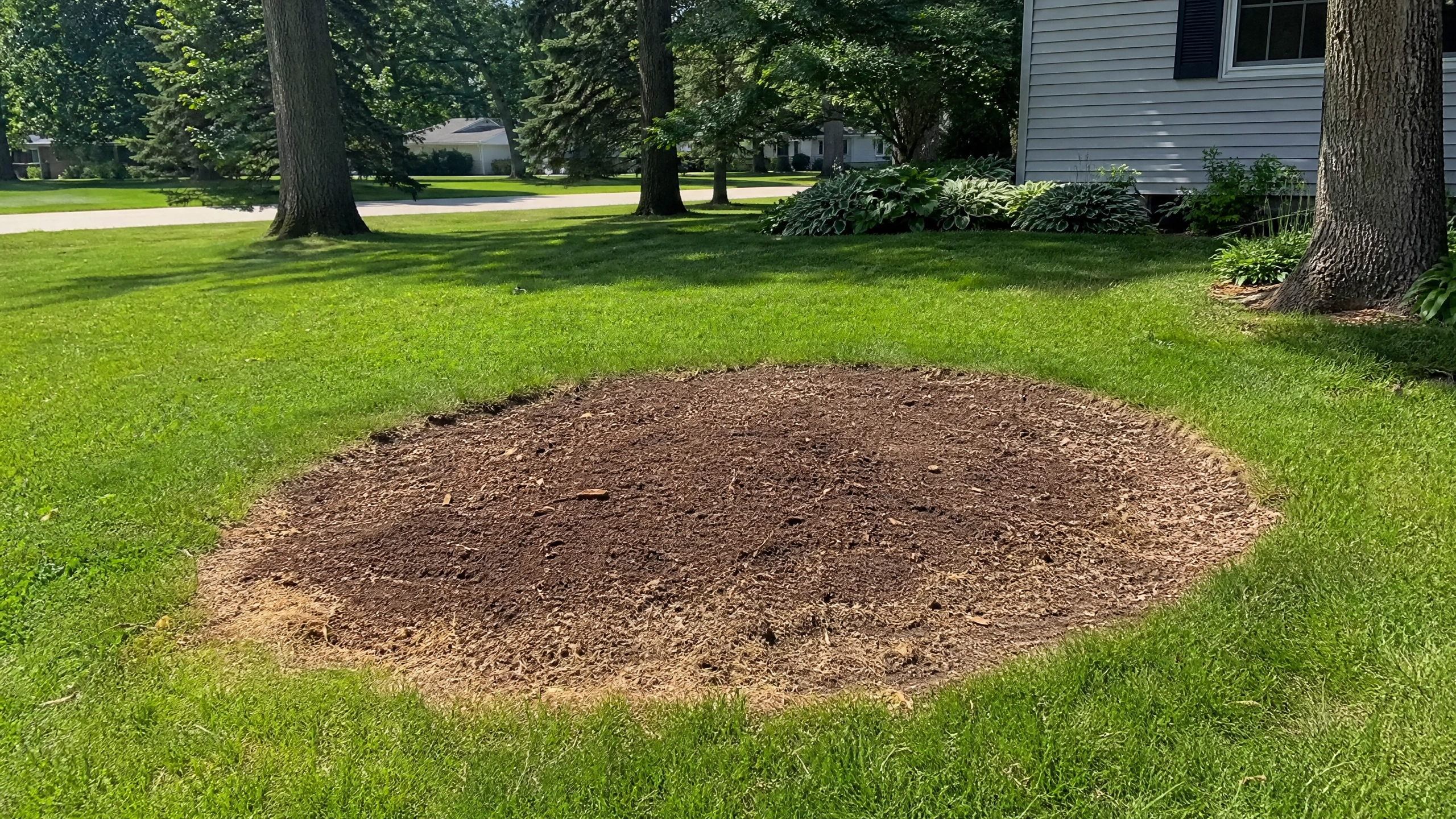 Tree Stump Grinding Madison, WI