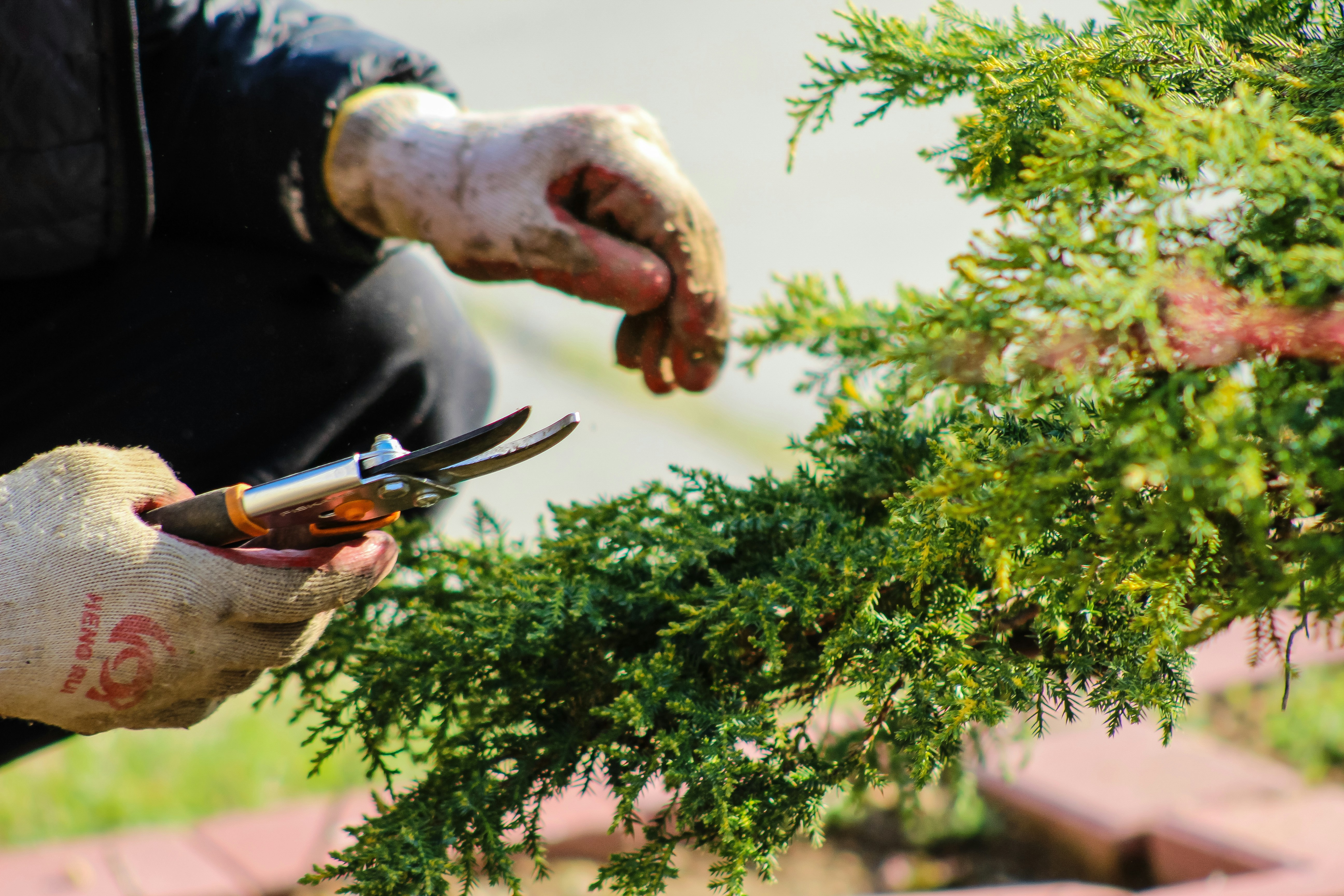 pruning branches on a tree using gloves