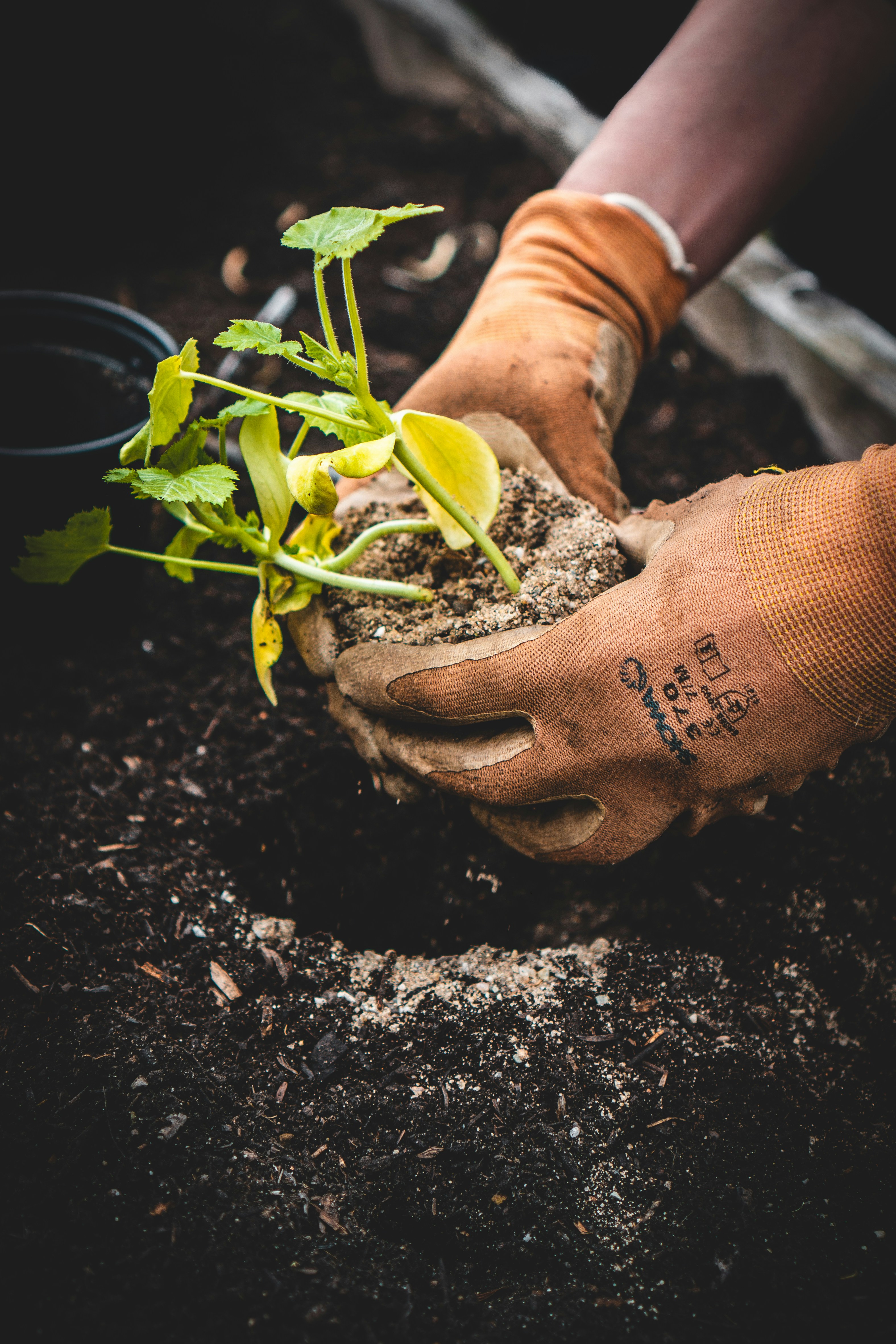 someone putting a cupped plant with soil into soil