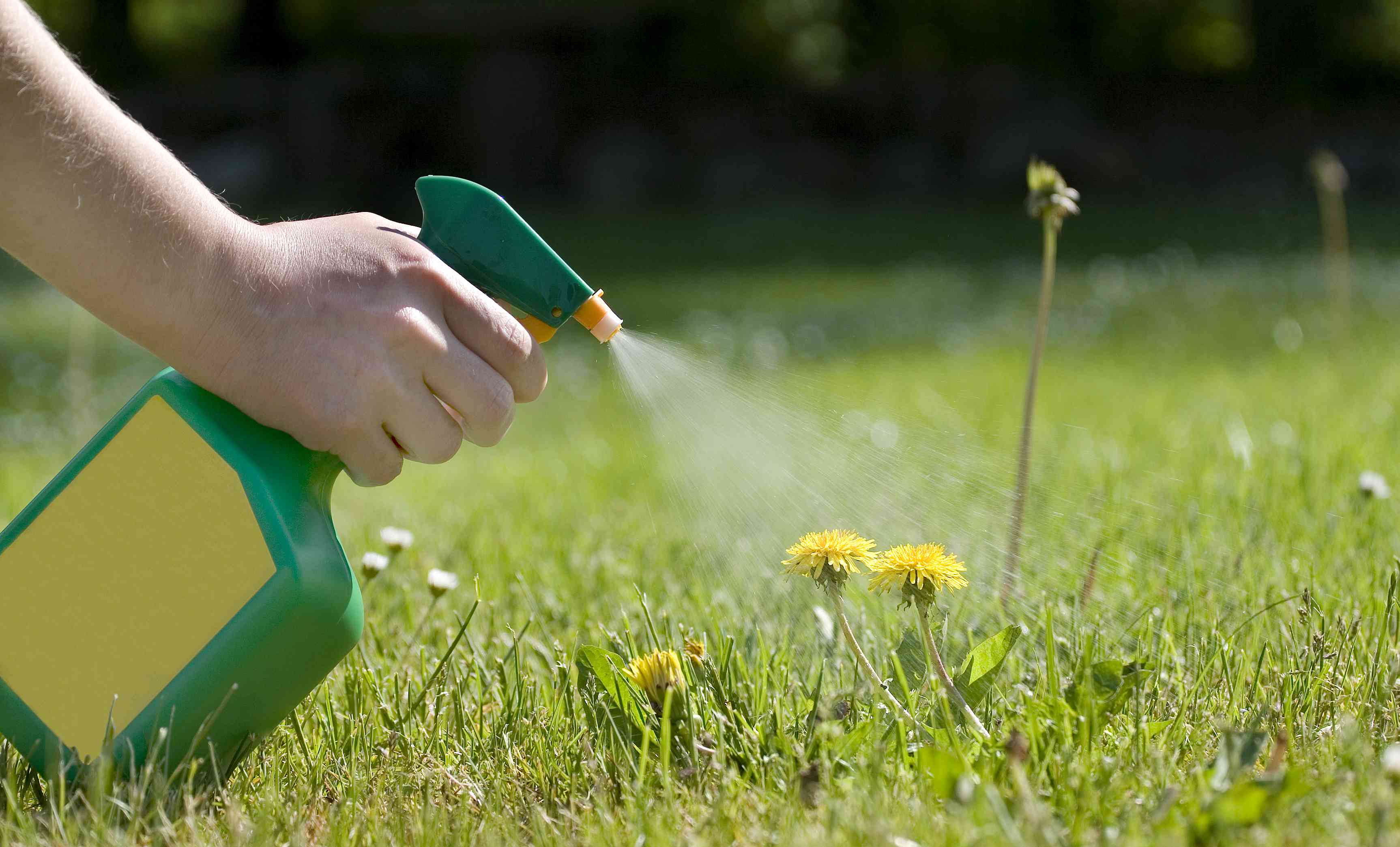 weed control spray on yellow dandelions