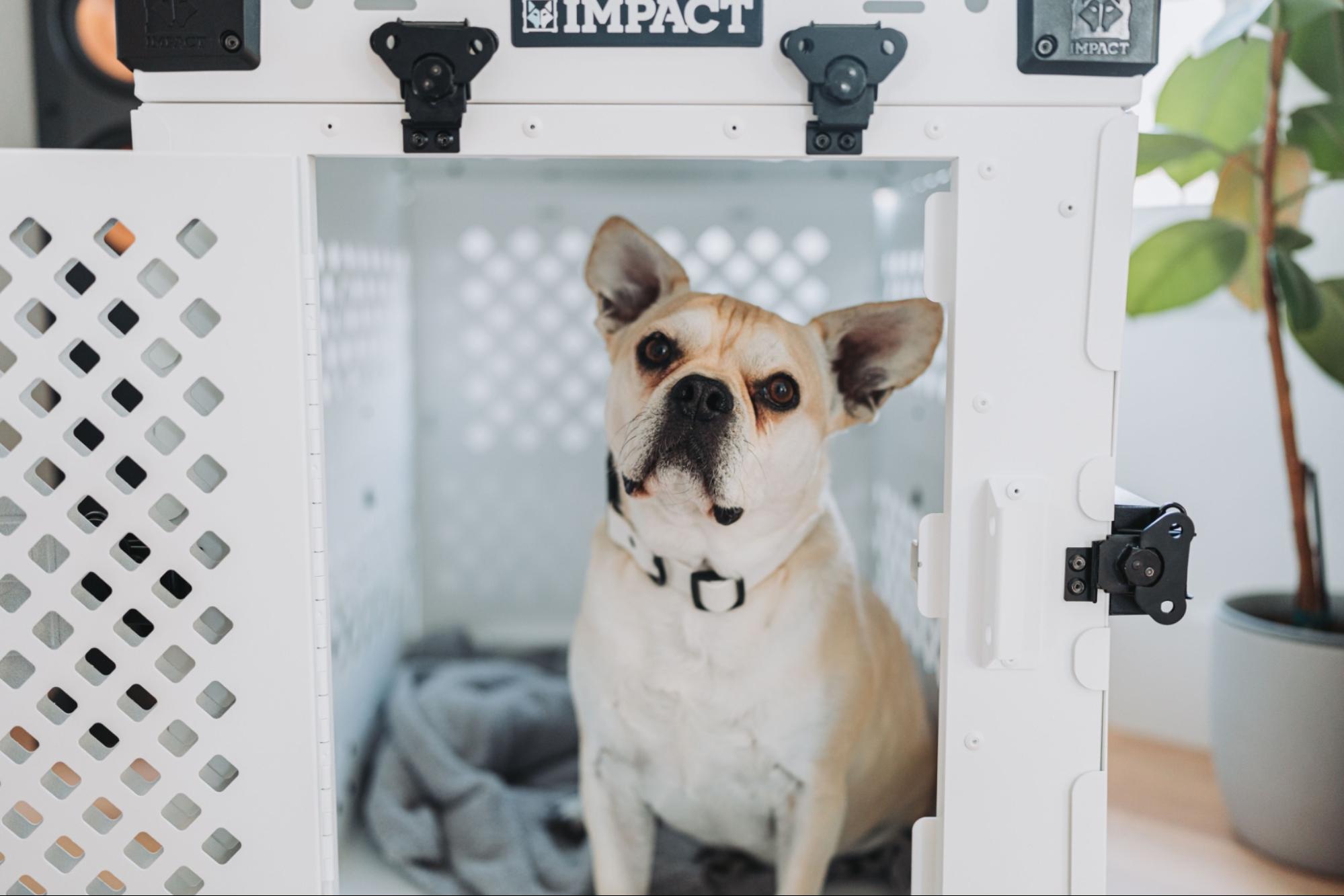 Dog relaxing inside a crate during crate training