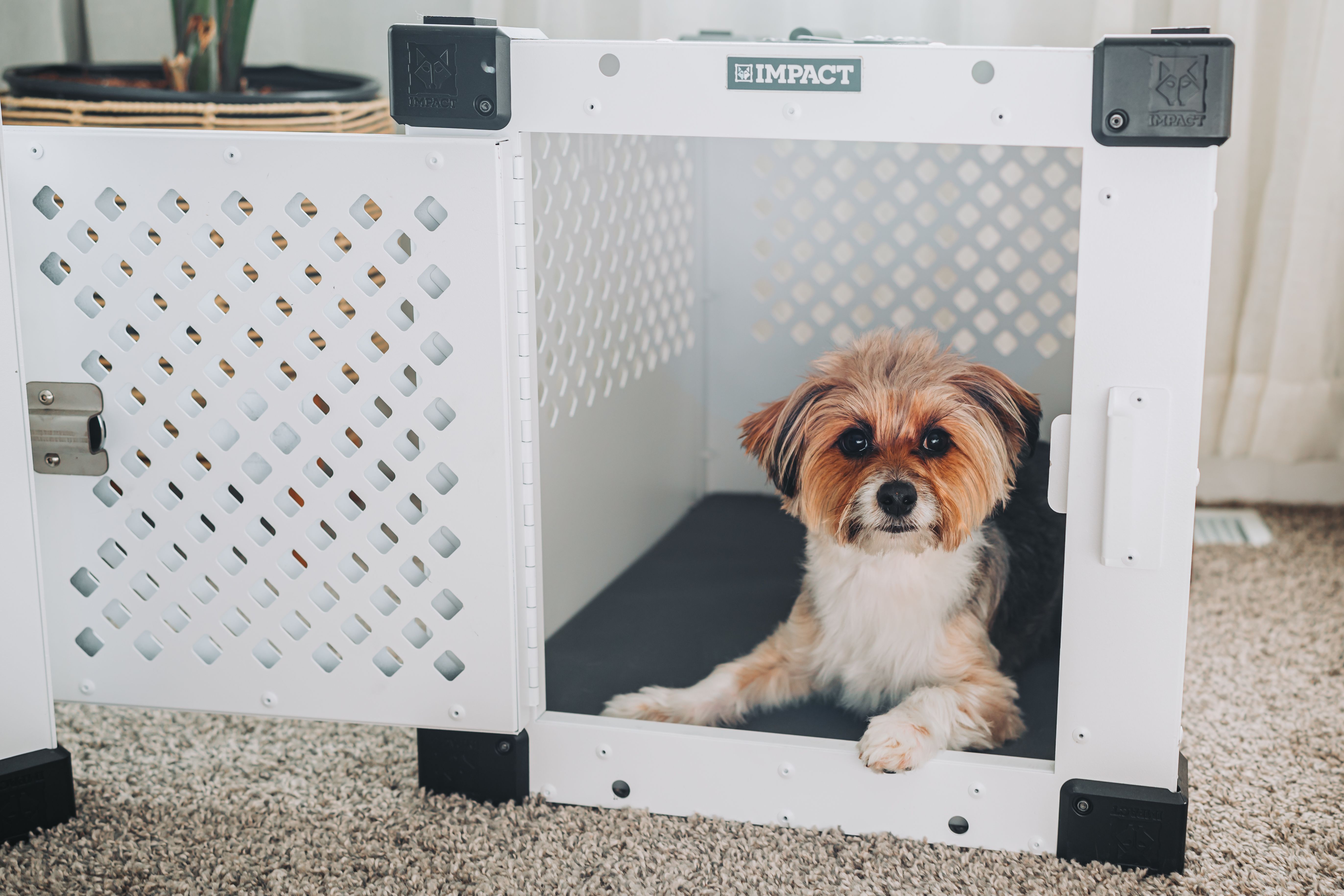 Dog training St Augustine