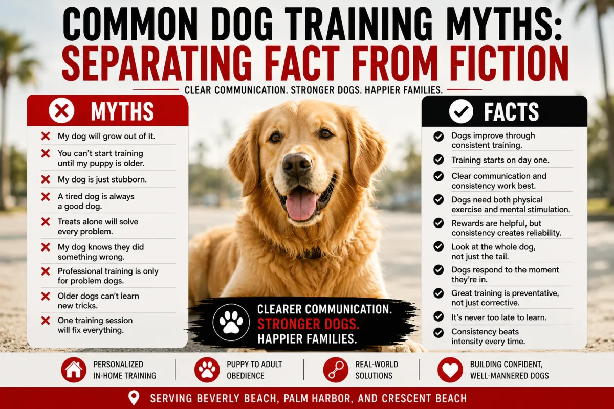 10 Common Dog Training Myths Debunked | Zero To Sit Dog Training