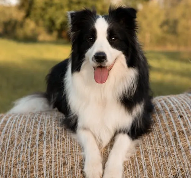 Border Collie