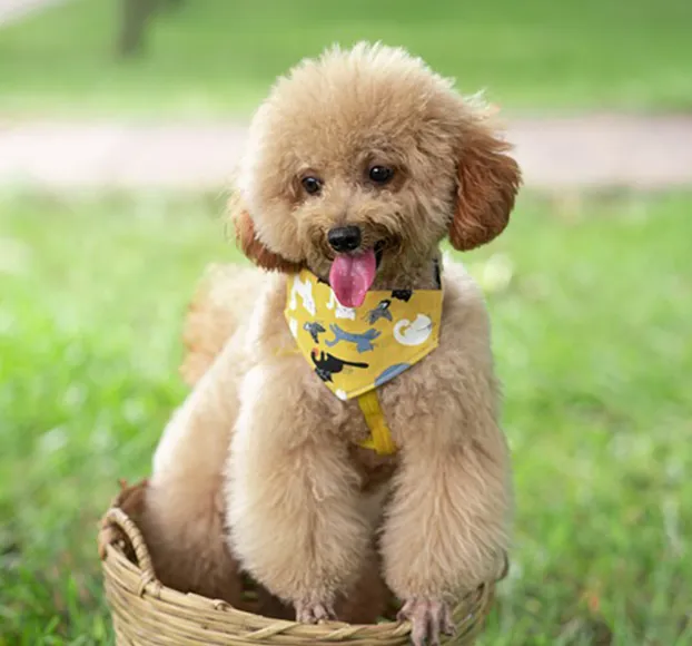 Poodle