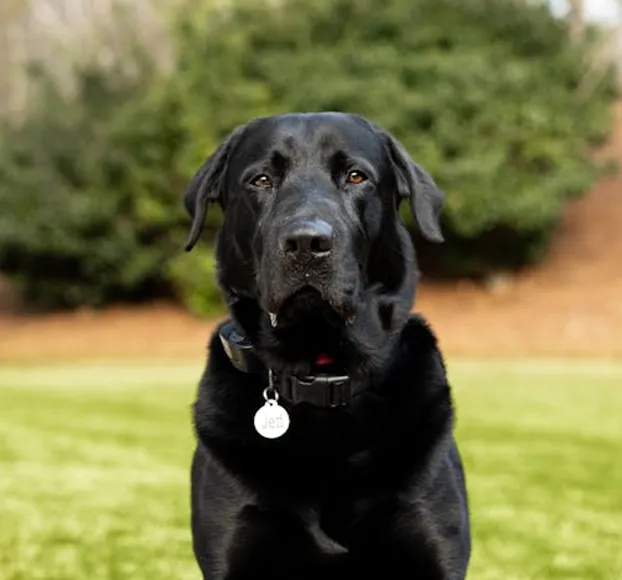 Labrador