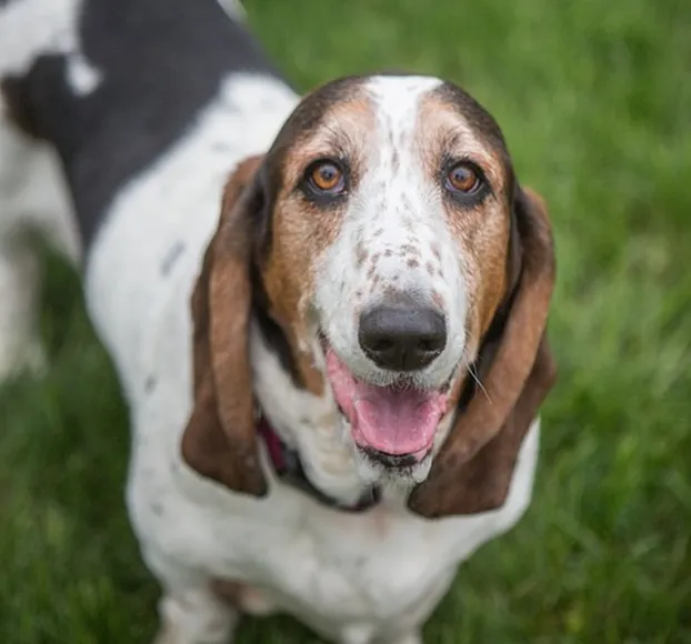 Basset Hound