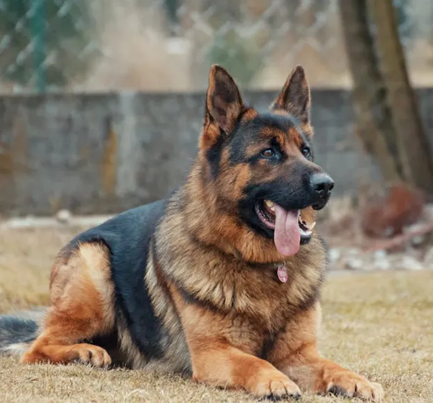 German Shepherd