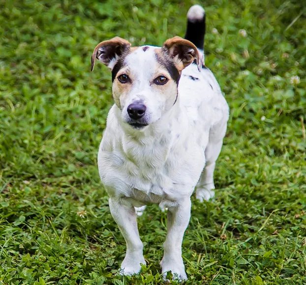 Jack Russell Terrier