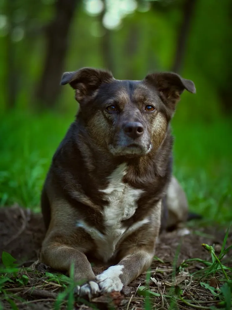 pet photographer albuquerque