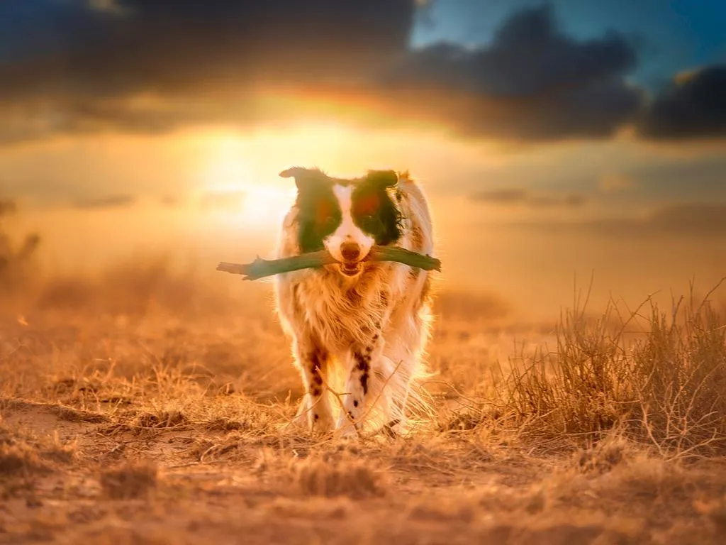 New Mexico pet photographer