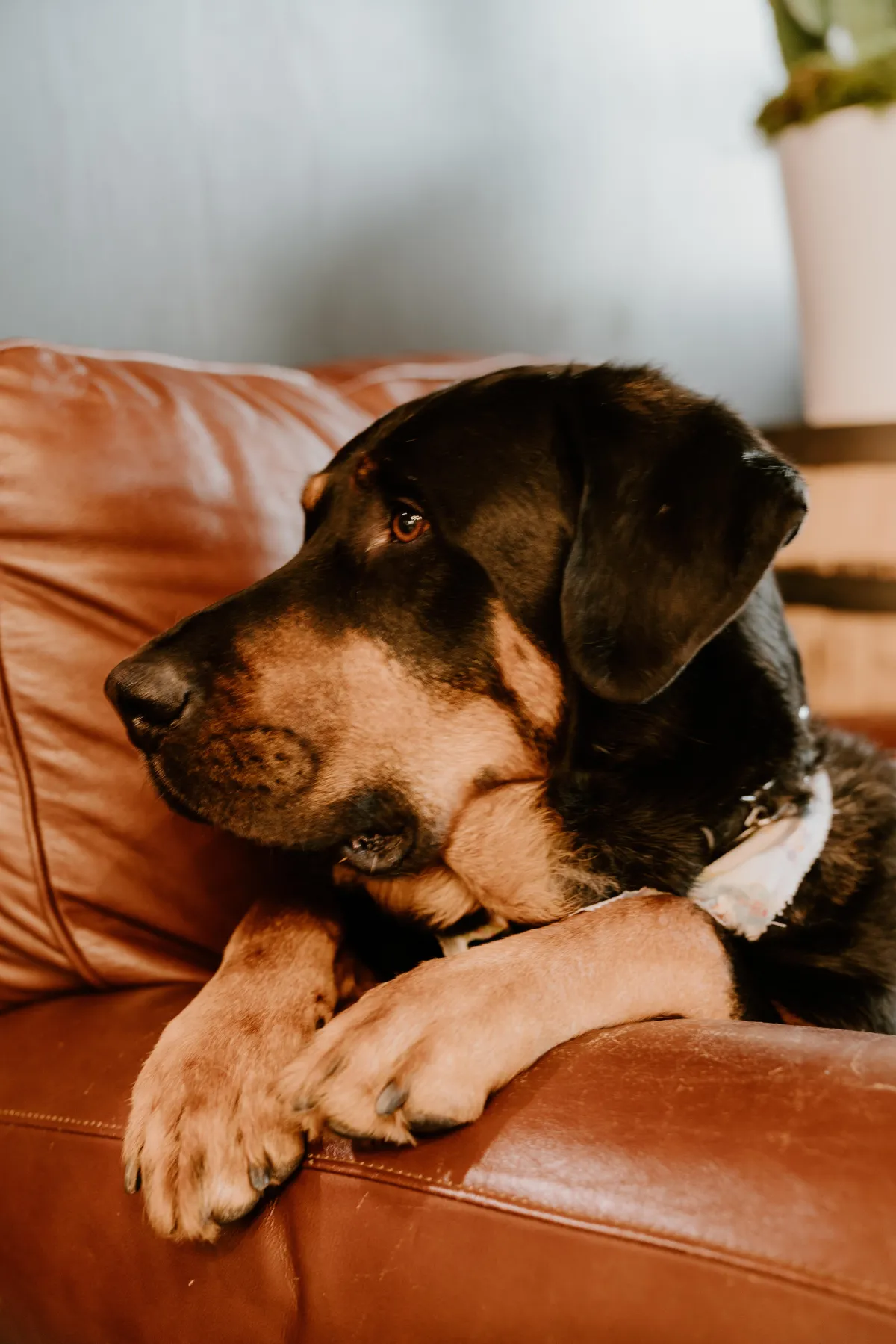 Dog (Brewski)