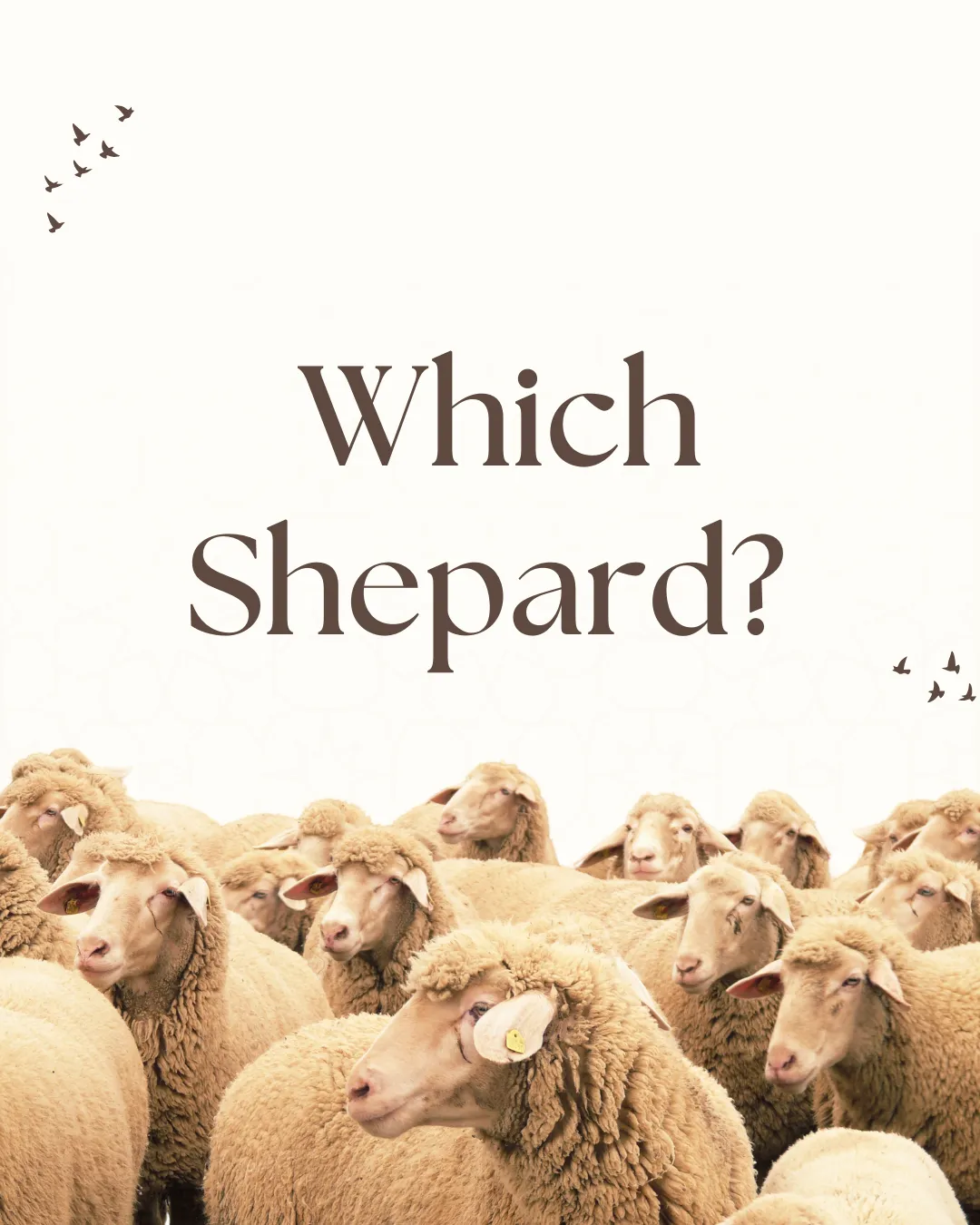 Which Shepherd?