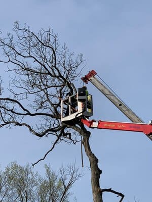 Forest Tree Mulching in Waterford