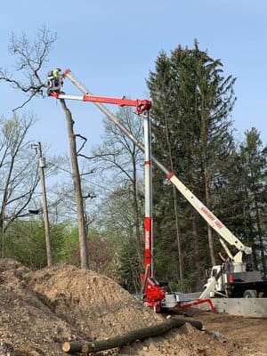 Tree Removal in Waterford