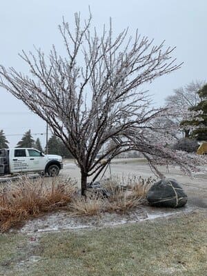 Forest Tree Mulching in Burlington