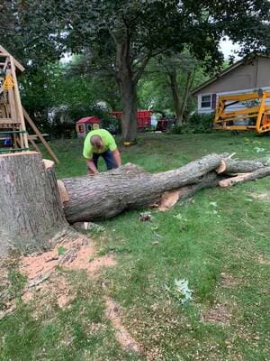 Tree Removal in Burlington