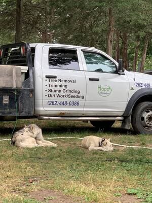Tree Trimming in Waterford