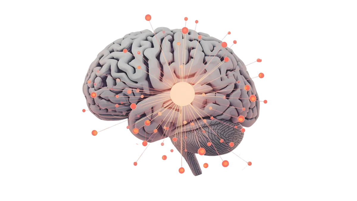 Brain Reorganization