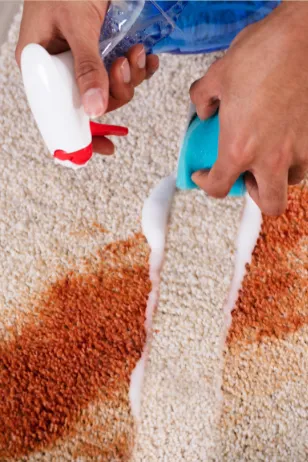 Hands using a spray bottle and sponge to remove a stain from a carpet, highlighting the effective stain removal services offered by Right Now Cleaning Services in Sydney.