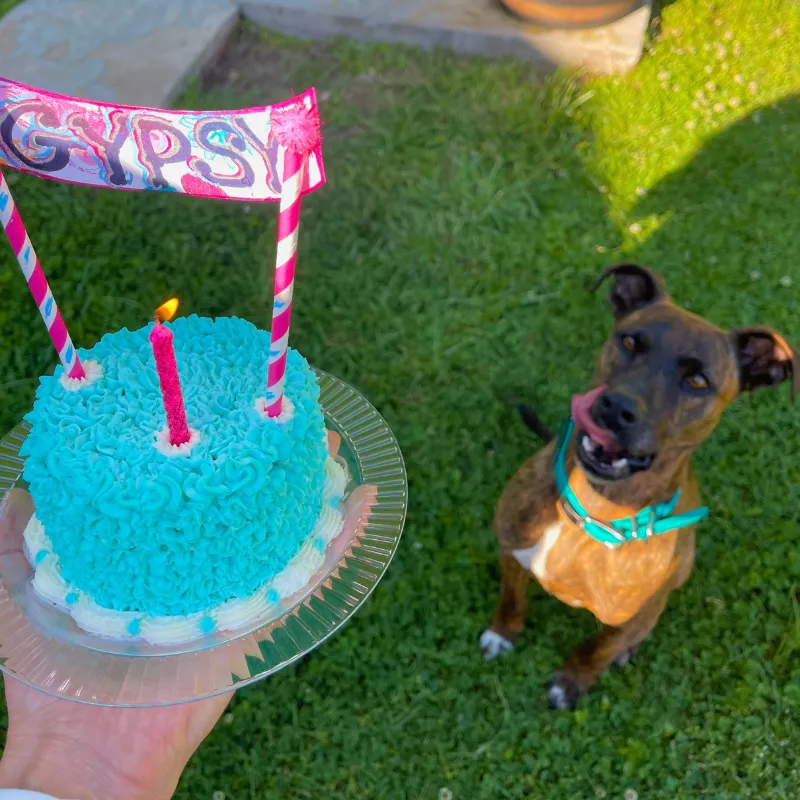 dog looking at dog birthday cake licking their lips