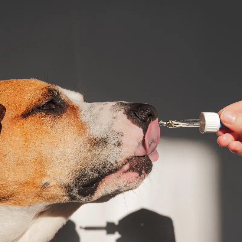 dog licking dog supplement oil from a dropper  